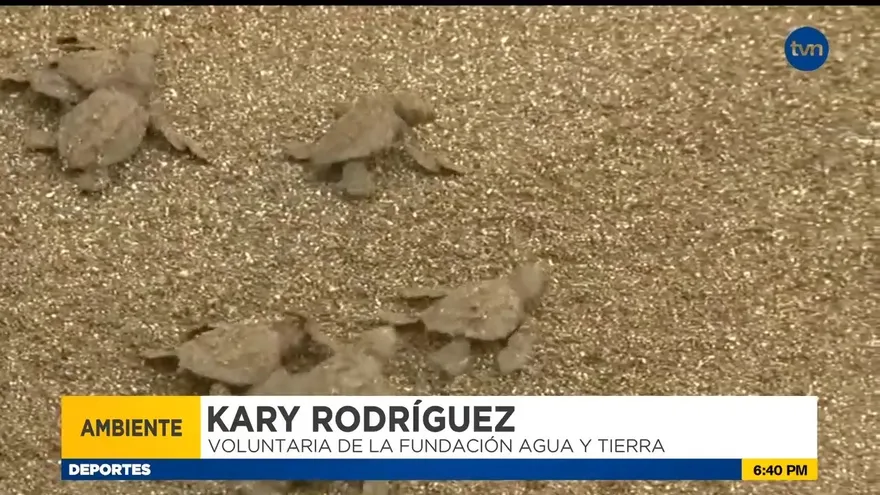 Cientos de tortugas fueron liberadas en las playas de Mariato