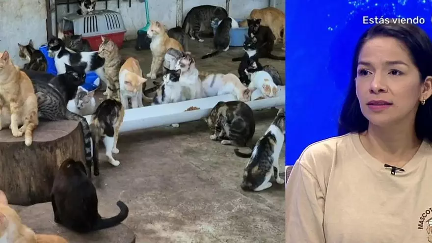La actualidad de los albergues de animales