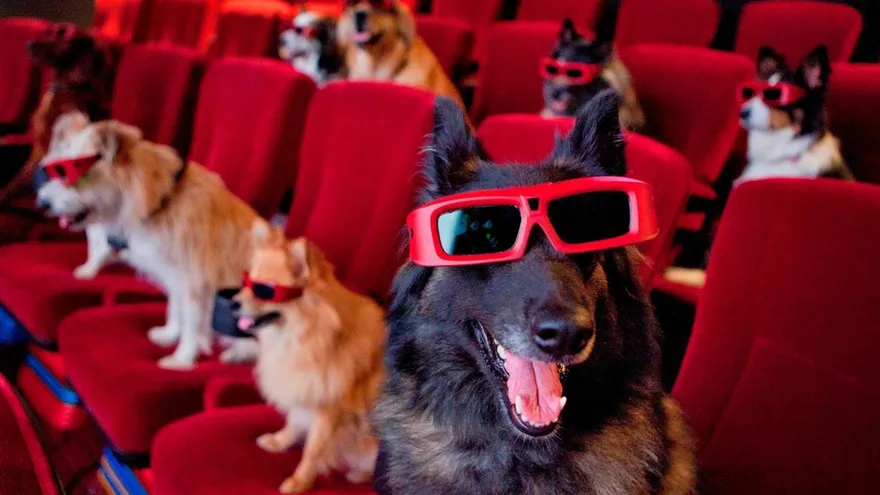 Cine, yoga y 'brunch' con su perro en el Festival de Cine Canino de Miami