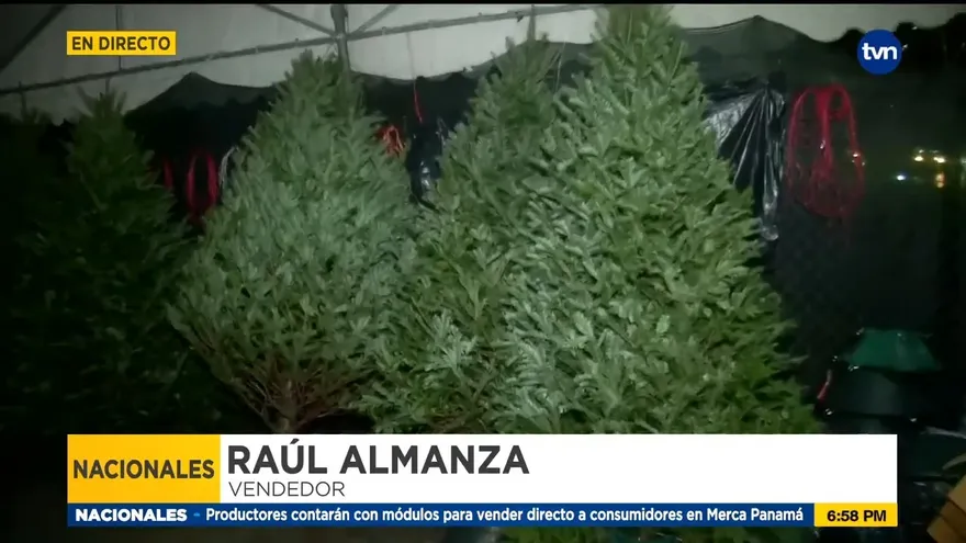 Puestos de arbolitos de navidad aumentan