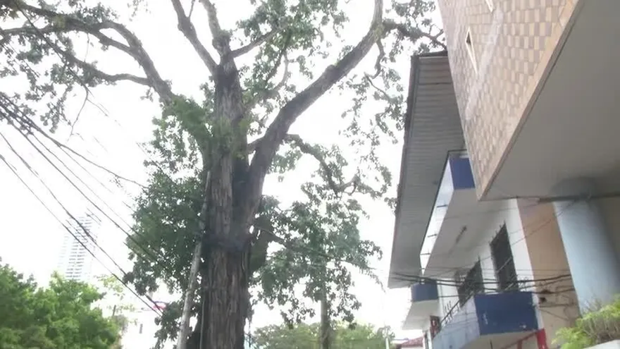 Los árboles enfermos de la capital