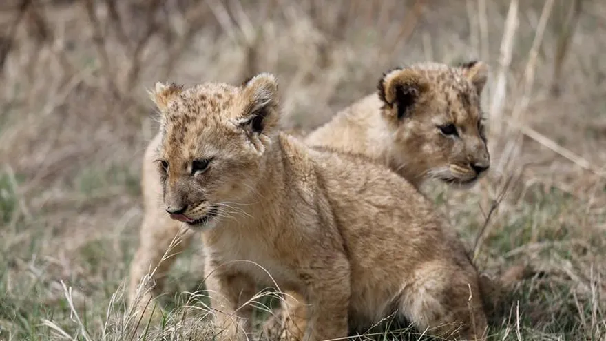 Los leones cachorros Isabel y Víctor nacieron por  inseminación artificial sin cirugía.