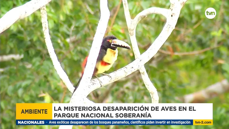 La misteriosa desaparición de aves en Parque Nacional Soberanía