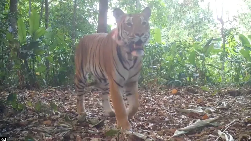 El primer avistamiento en cuatro años de tigres en el oeste de Tailandia