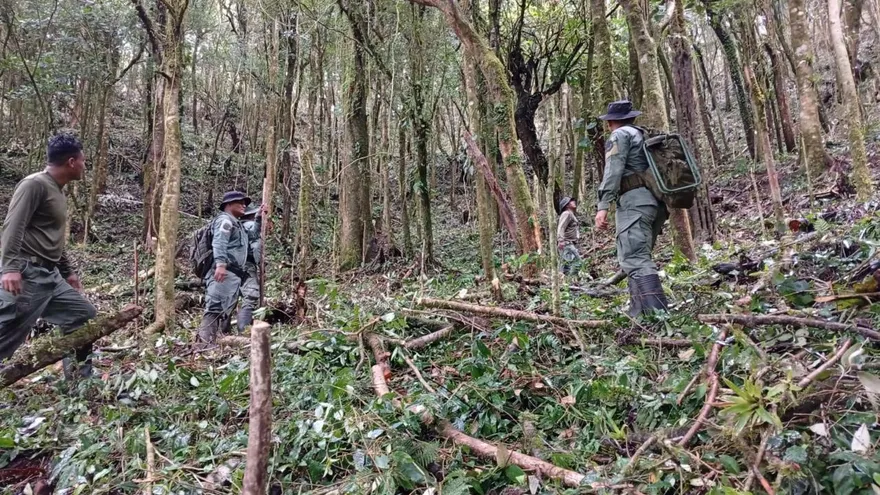 Investigan tala de árboles y socuela dentro de área protegida de Chiriquí