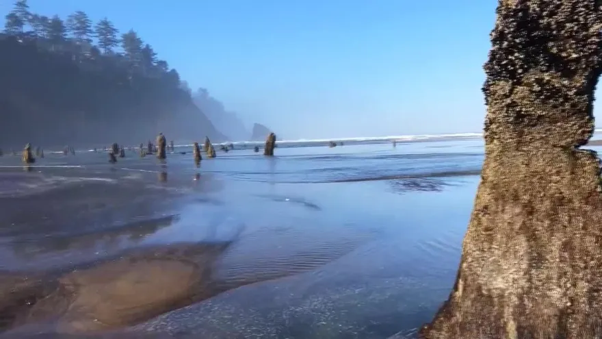 Un "bosque fantasma" avizora tsunamis en una playa de Oregón