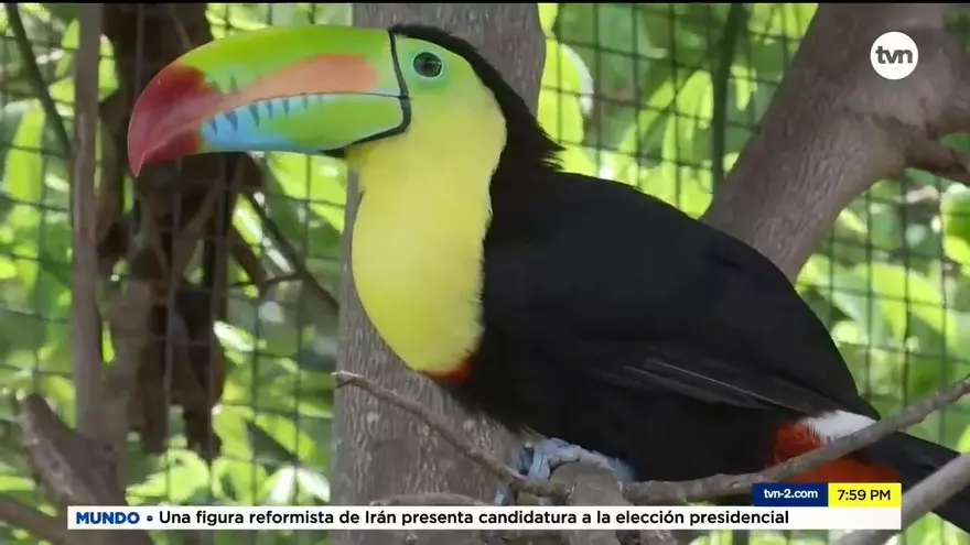 Mundo Verde: El Tucán pico de iris