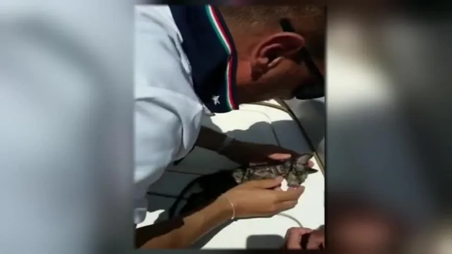Guardia costera reanima a un gatito en Italia