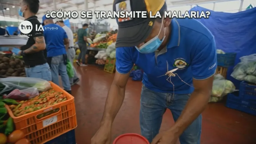 Casos de malaria en Merca Panamá: Minsa aclara que no se transmite por alimentos