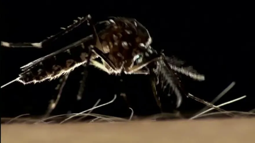 El mosquito Aedes Aegypti, no solo transmite el dengue, también el chikungunya, zika y el nuevo virus mayaro.