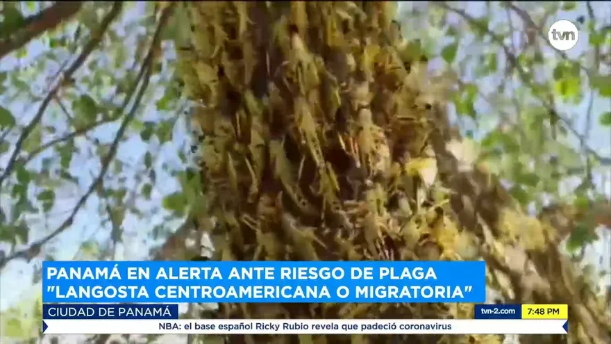 Alerta ante riesgo de plaga ‘langosta centroamericana o migratoria’