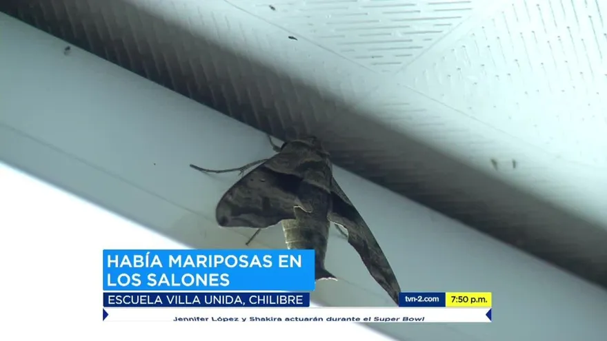Autoridades de salud en alerta por efectos de pelusa de mariposa
