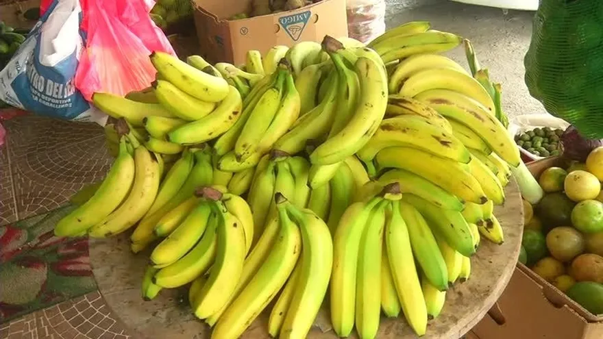 Guineo sube a 50 centavos la libra