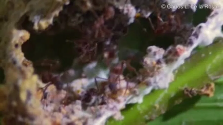 Descubren un antibiótico en Costa Rica para atacar un hongo que afecta a los humanos