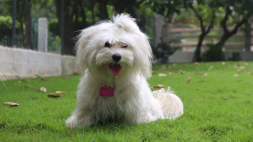 “Mei Quijano Medina”, un maltés de 1 año  y 6 meses, que es considera por su dueña como “una  princesa”. Fotografía cortesía/ Adriana