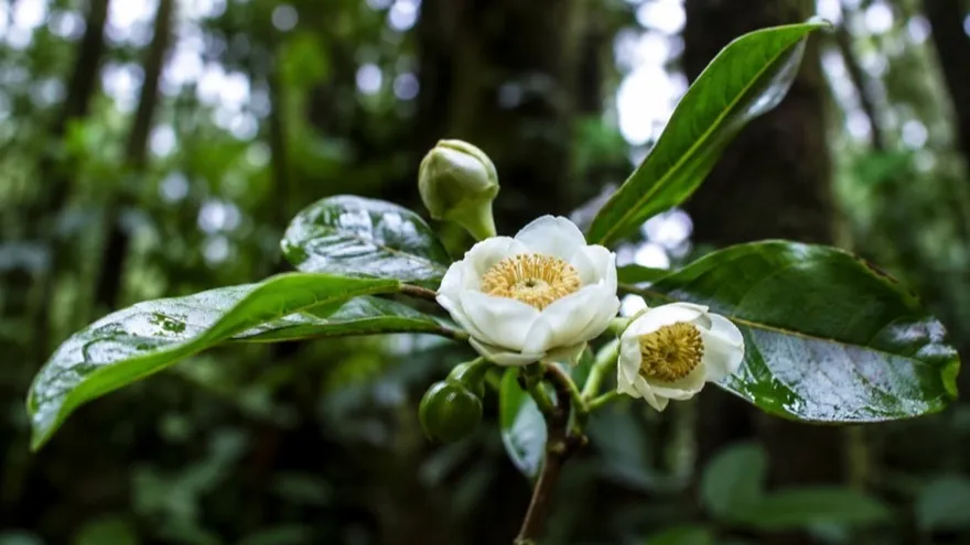 Árboles del género Scottmoria