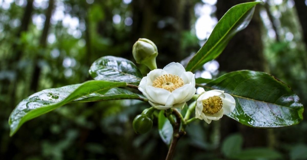 Investigadores de la Universidad de Panamá descubren tres nuevas especies de árboles en bosques nubosos