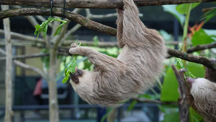 MiAmbiente apoya proyecto para perezosos