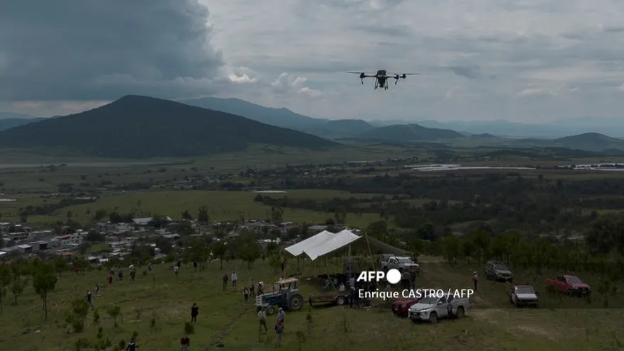 Reforestación en bosques quemados de México con semillas