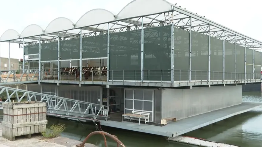 Una granja flotante de vacas quiere mitigar el cambio climático en Países Bajos