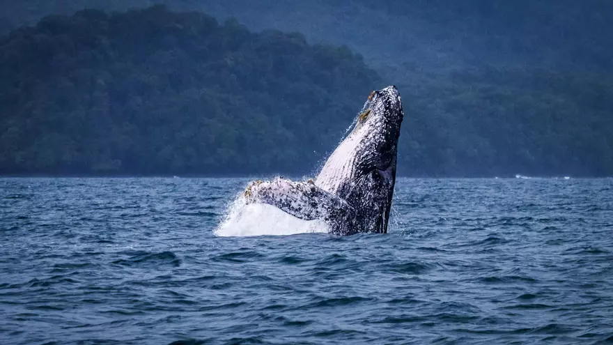 En julio inicia de la temporada de avistamiento de las ballenas jorobadas.