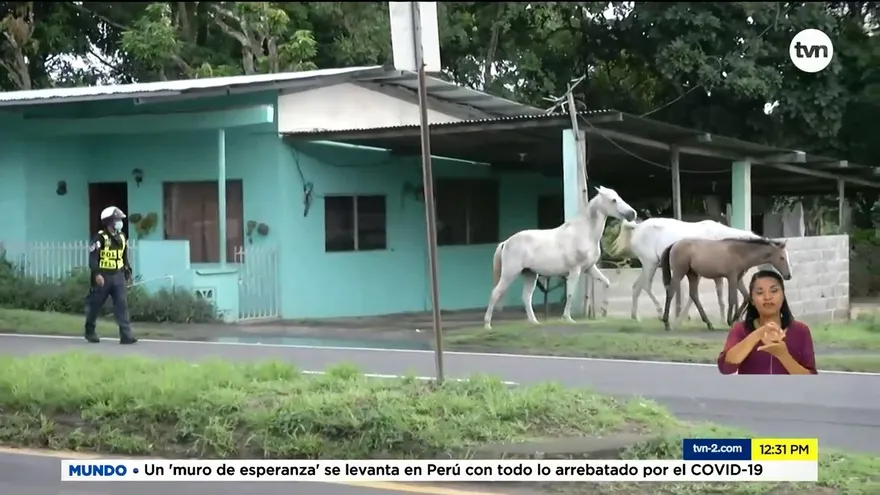 Animales en soltura en la vía Interamericana preocupa a conductores en Antón