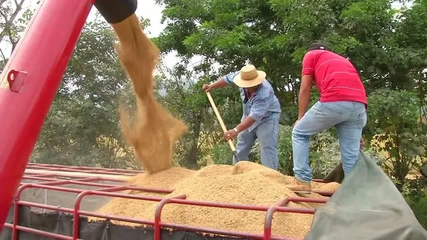 Productores de arroz preocupados por considerables pérdidas