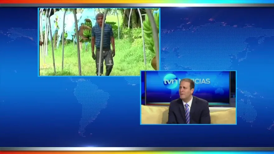 ¿Cómo levantará Banapiña la economía de la zona bananera?