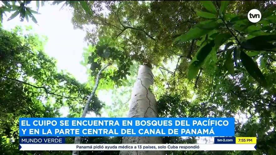 Mundo Verde: El Cuipo