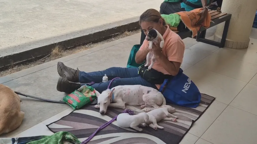 Realizan jornada de estirilización en Colón