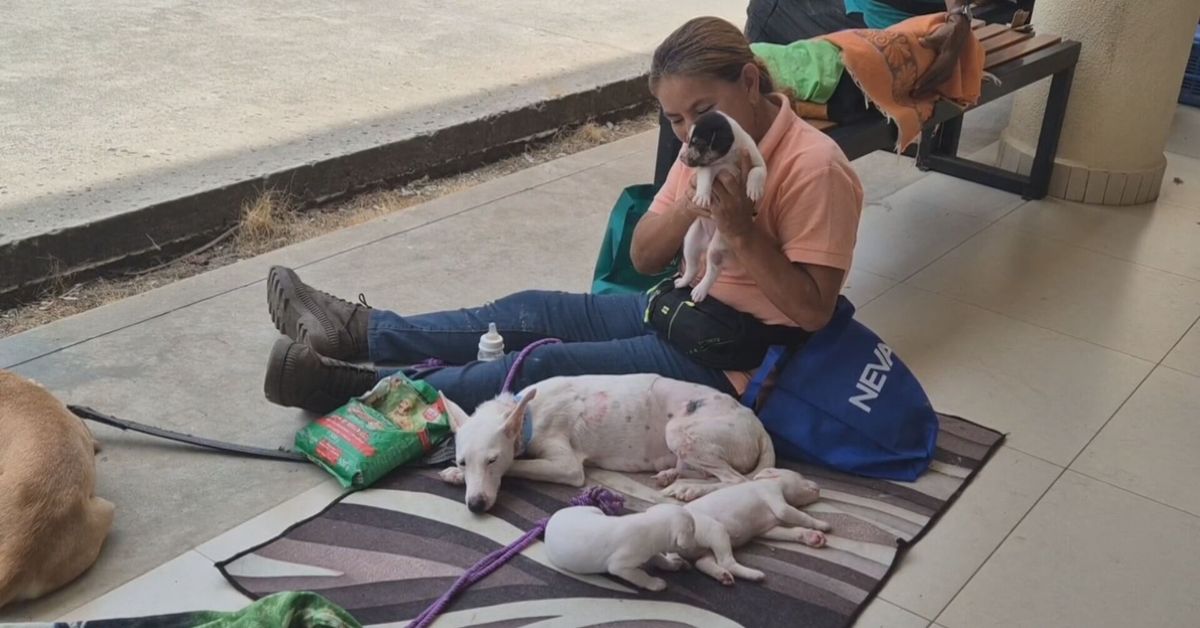 Realizan jornada masiva de esterilización de mascotas en Colón
