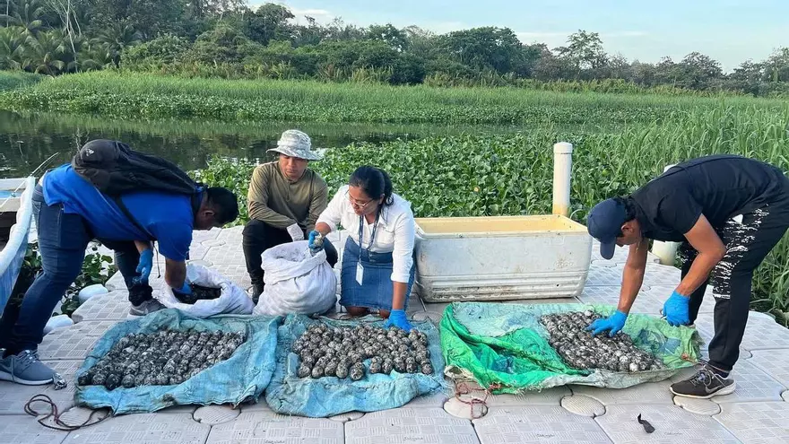 Decomisan 841 huevos de tortuga extraídos de un área protegida