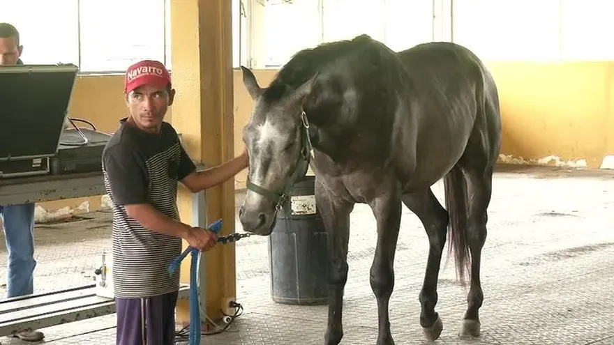 Confirman tres nuevos casos de encefalitis equina en Darién