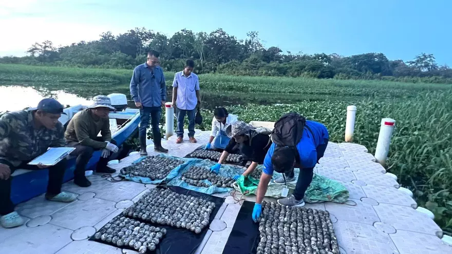 Decomiso de 839 huevos de tortuga baula en el Parque Nacional Humedal San San Pond Sak, una especie en peligro de extinción.