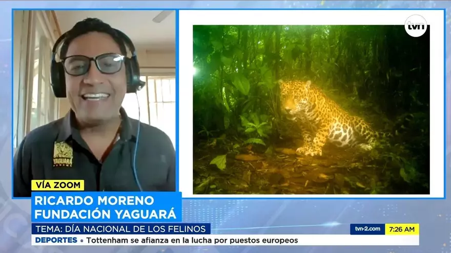 Este sábado se celebra el Día Nacional del Felino