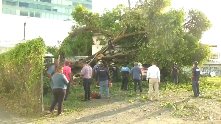 Árbol cayó sobre varios vehículos