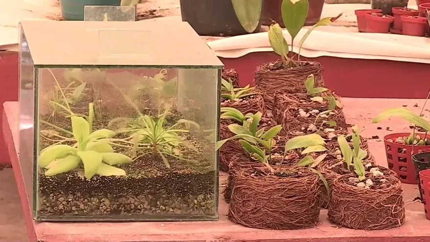 Las míticas plantas carnívoras en riesgo por destrucción de su hábitat