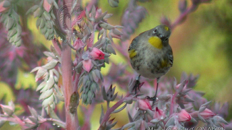 Algunas aves identificadas en Ciudad de México