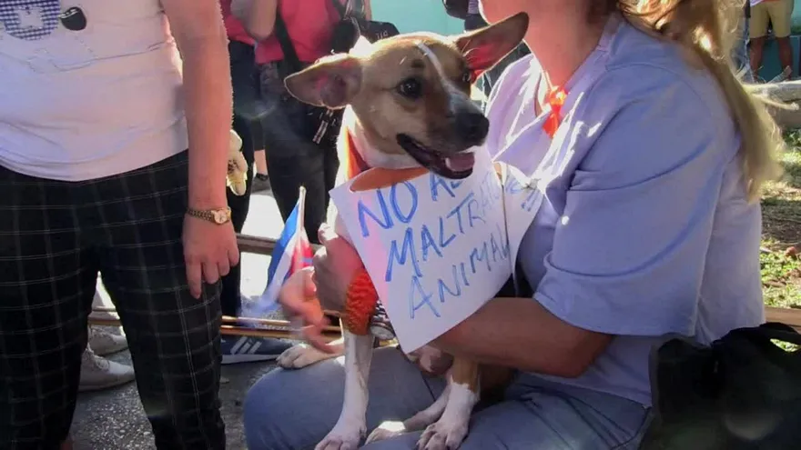 Inédita marcha exige en Cuba ley de protección animal