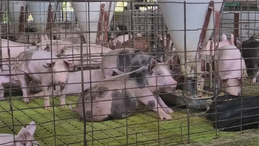 Industria porcina  en Panamá.