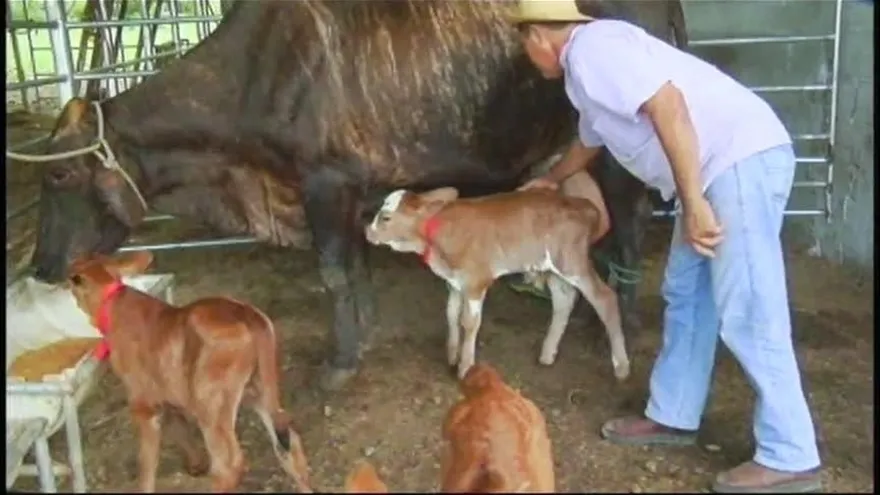 Insólito: vaca tuvo parto de tres terneros en una misma noche en Los Santos