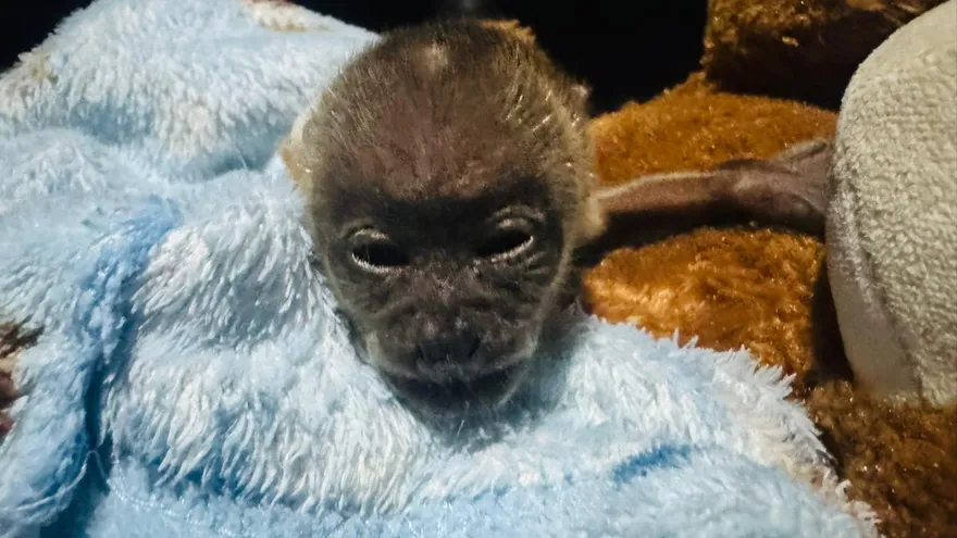 Una cría de mono aullador (Alouatta palliata) fue rescatada en la comunidad de Cascajilloso, en la zona de amortiguamiento del Parque Nacional Cerro Hoya.