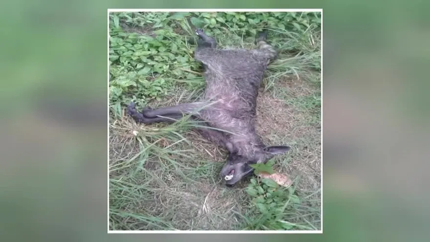 Niño de ocho años sobrevive al ataque de extraño animal en Chiriquí