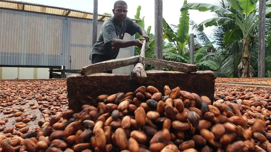 Un cultivador de cacao secando el fruto en Tablón Dulce, en el municipio de Tumaco, Colombia.