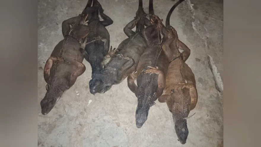 Aprehenden a hombre vinculado a caza ilegal en Panamá Oeste