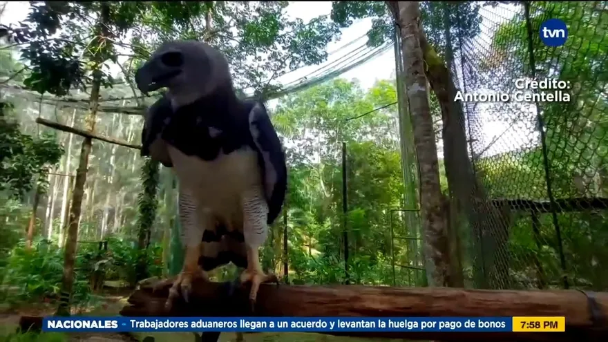 Mundo Verde: El águila harpía del Parque Municipal Summit