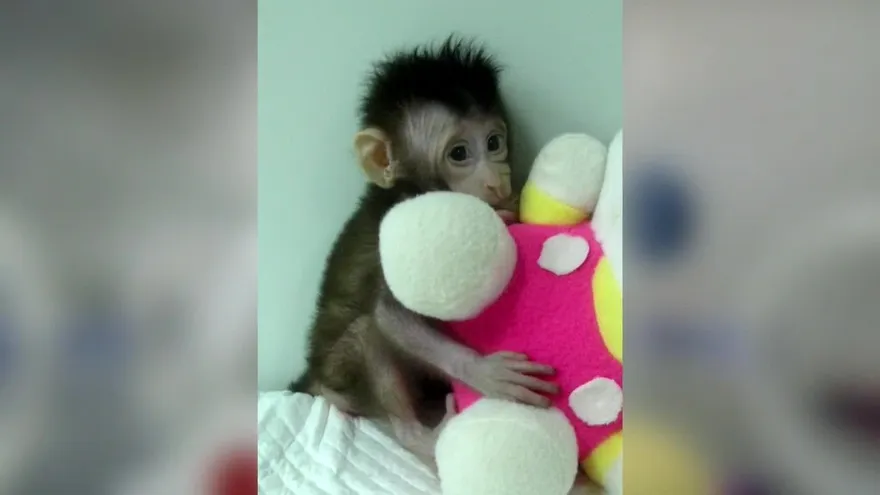 Científicos chinos clonan a dos monos