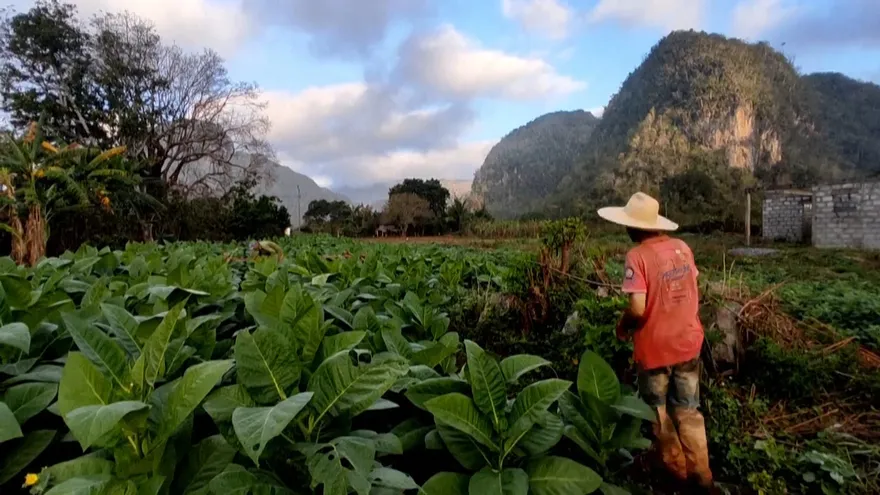 Producción de habanos cubanos disminuirá por falta de insumos.