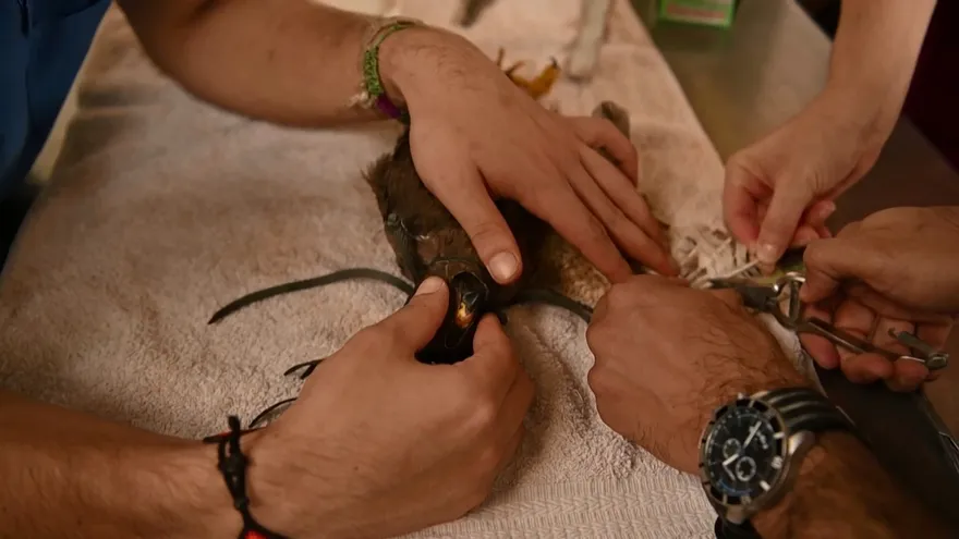 El laborioso trasplante de plumas para que vuele un gavilán en El Salvador