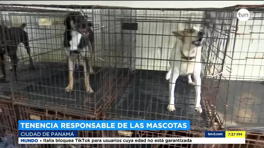 Se incrementan los casos de maltrato animal